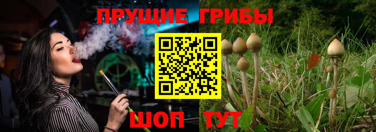 Псилоцибиновые грибы Psilocybe Махачкала